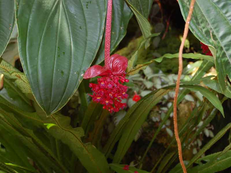 Red flower